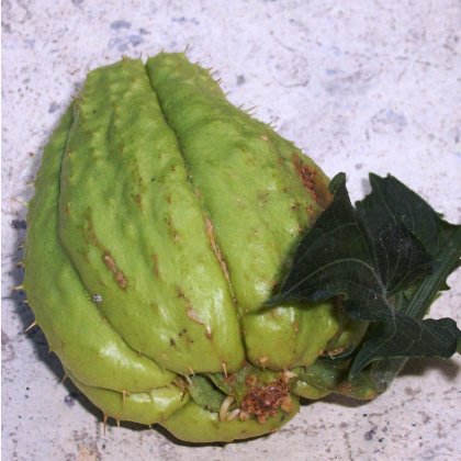 Exotische Pflanzen chayote (Talentetausch Kärnten)