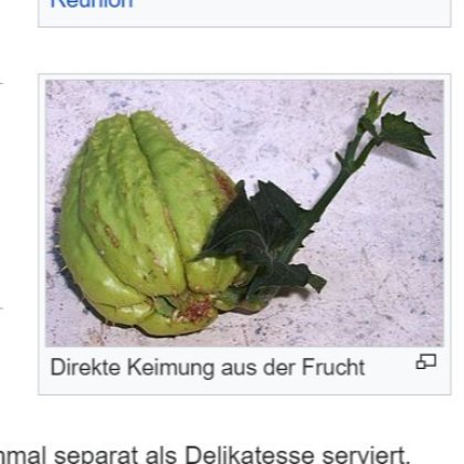 chayote Exotische Pflanzen (Talentetausch Kärnten)