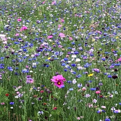 Bumen, Nahrung, Frühling, Ernte, säen Essbare Blüten-Samen bio (Talentetausch Kärnten)