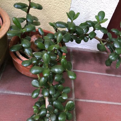 Pflanzen, Glück, Wohnraumgestaltung Gl&uuml;cksbaum oder Geldbaum (Talentetausch Kärnten)