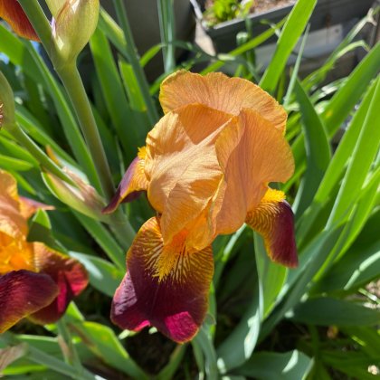 Iris Blumen, Iris, schöne Farben (Talentetausch Kärnten)