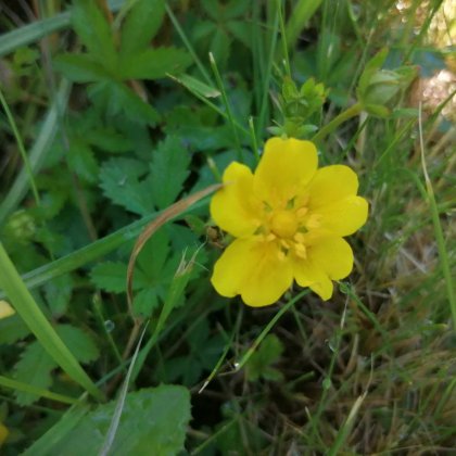 Kräuter erkennen Kräuterkurs (Talentetausch Kärnten)
