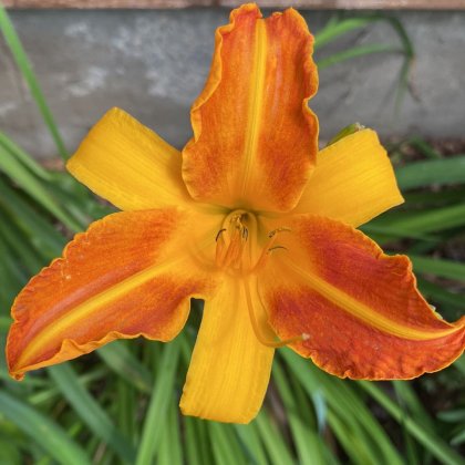 Essbare Pflanzen, Lilien, wunderschöne Farben, unkomplizierte Handhabung, essbar, Blüten in verschiedenen Größen, LILIEN (Talentetausch Kärnten)