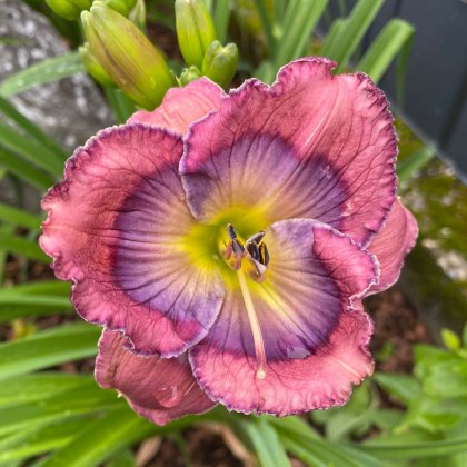 LILIEN Essbare Pflanzen, Lilien, wunderschöne Farben, unkomplizierte Handhabung, essbar, Blüten in verschiedenen Größen, (Talentetausch Kärnten)