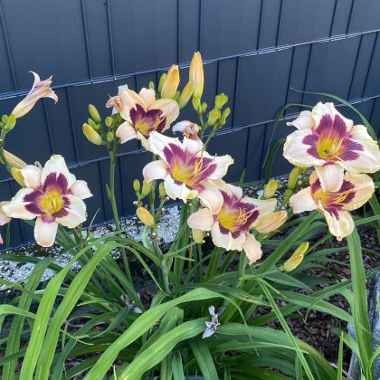 Essbare Pflanzen, Lilien, wunderschöne Farben, unkomplizierte Handhabung, essbar, Blüten in verschiedenen Größen, LILIEN (Talentetausch Kärnten)