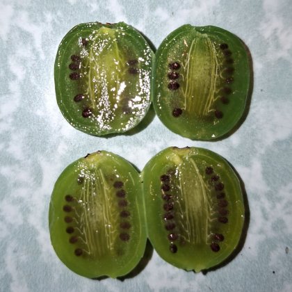 Minikiwis Obst Ernte Minikiwis (Talentetausch Kärnten)