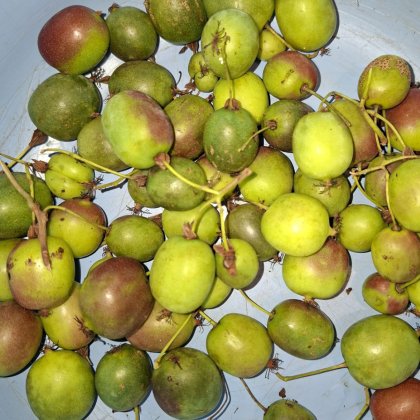 Minikiwis Obst Ernte Minikiwis (Talentetausch Kärnten)