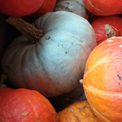 Getreide und Gemüse, Säfte, Apfelessig Nahrungsmittel Bio (Talentetausch Kärnten)