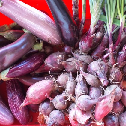 Nahrungsmittel Bio Getreide und Gem&uuml;se, S&auml;fte, Apfelessig (Talentetausch Kärnten)