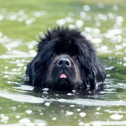 Hund, Katze, Wellensittich, Vogel, Papagei, Fisch, Meerschweinchen, Maus, Mäuse, Hamster Tiere versorgen während Deiner Abwesenheit (Talentetausch Kärnten)